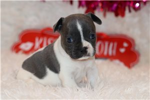 Tabby - Frenchton for sale