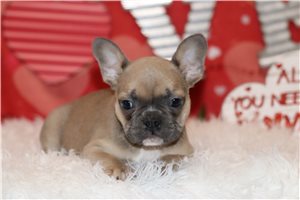 Arvid - Frenchton for sale