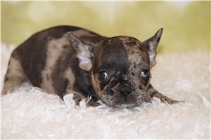 Mateo - Frenchton for sale