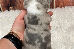 Jacob - Frenchton for sale