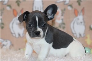 Tabby - Frenchton for sale