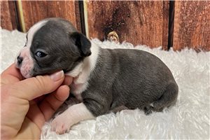 Jade - Frenchton for sale