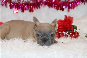 Huckleberry - Frenchton for sale