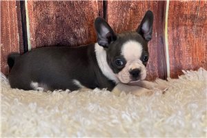 Juniper - Frenchton for sale
