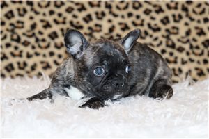Alina - Frenchton for sale