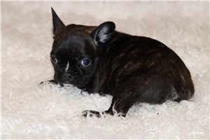 Abigail - Frenchton for sale