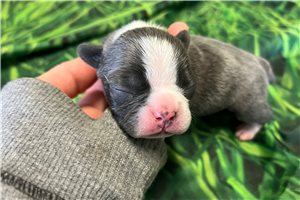 Jade - Frenchton for sale