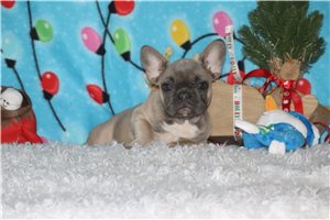 Jewel - Frenchton for sale