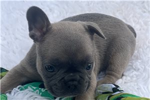 Sonic - Frenchton for sale