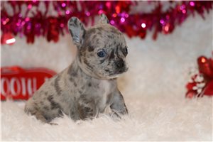 Tover - Frenchton for sale
