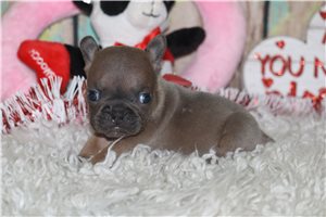 Mickey - Frenchton for sale