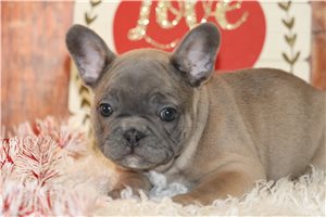 Gabriel - Frenchton for sale