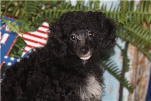 Adam - Poodle, Toy for sale