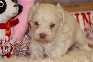 Top 21 Schnoodle Puppies for Sale in Northwest OK | Pawrade.com