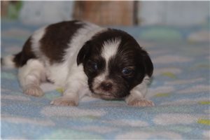Stark - puppy for sale