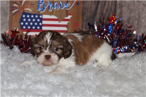 Susie - puppy for sale