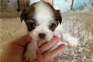 Sydney - puppy for sale
