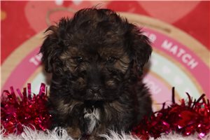 Bonham - puppy for sale