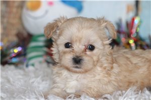 Brenna - puppy for sale