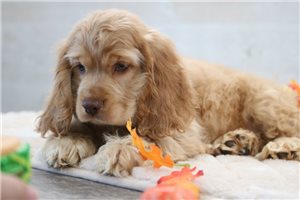 Jeremy - Cocker Spaniel for sale