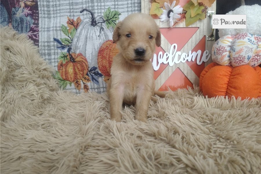 Rama - Golden Retriever for sale