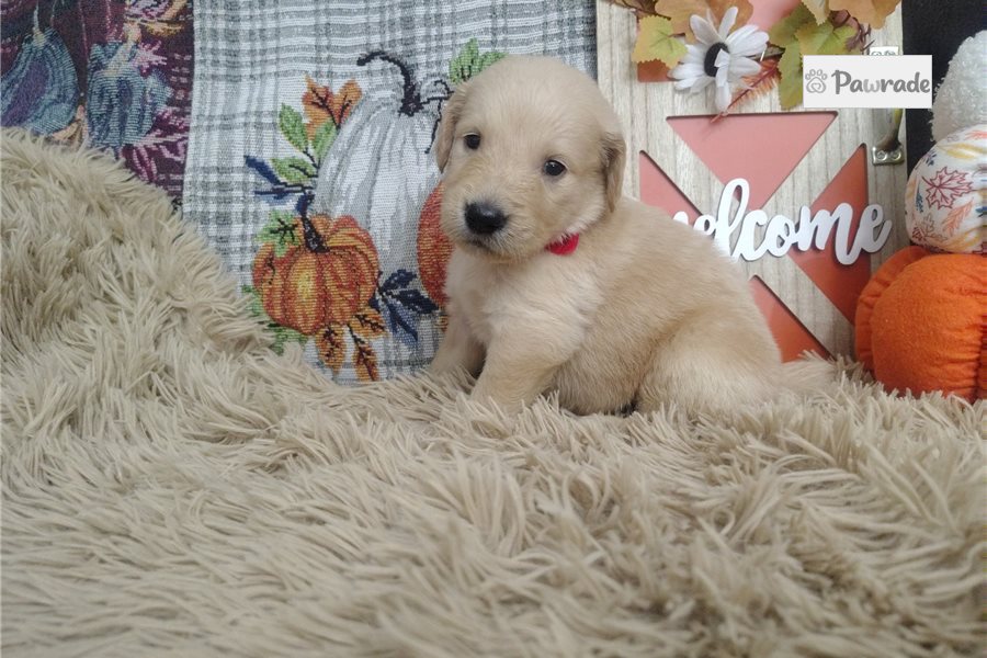 Rainey - Golden Retriever for sale