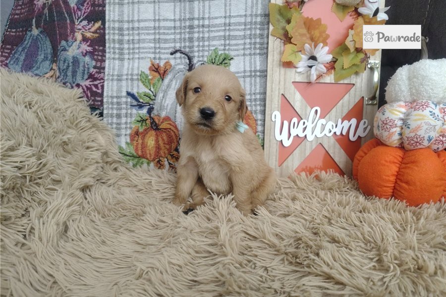 Raddix - Golden Retriever for sale