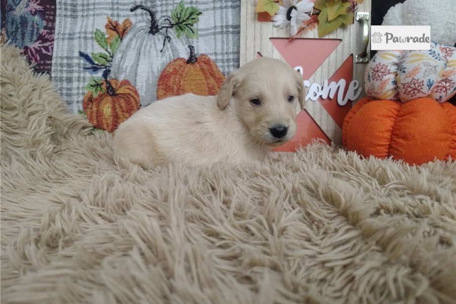 Rainier - Golden Retriever for sale