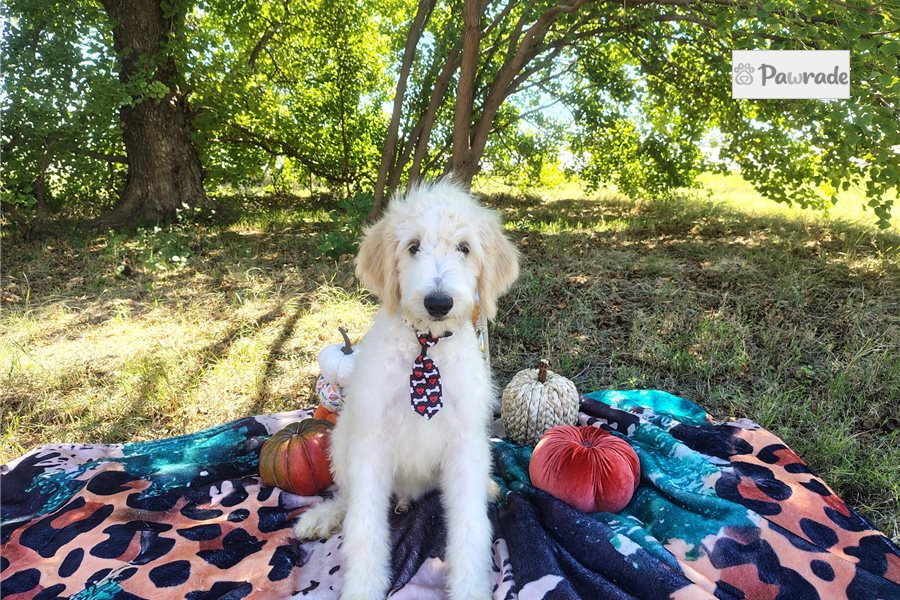 Casper - Goldendoodle for sale