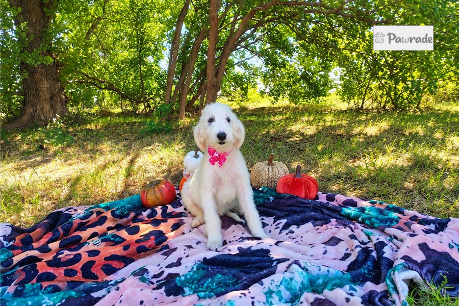 Caro - Goldendoodle for sale