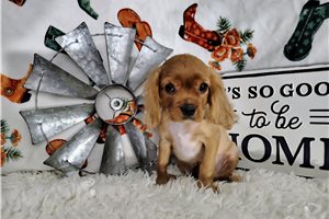 Alexei - Cavalier King Charles Spaniel for sale