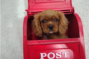 Alexander - Cavalier King Charles Spaniel for sale