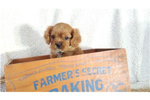 Alexander - Cavalier King Charles Spaniel for sale