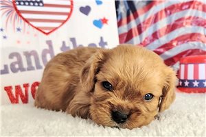 Alexei - puppy for sale