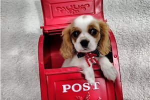 Alfie - puppy for sale
