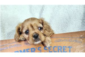 Akira - Cavalier King Charles Spaniel for sale