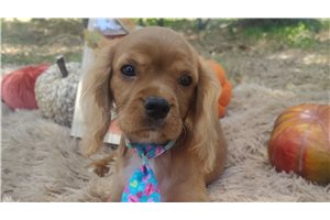 Alexei - Cavalier King Charles Spaniel, placed in Dallas / Fort Worth