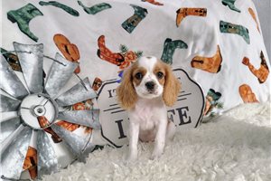 Alfie - Cavalier King Charles Spaniel for sale