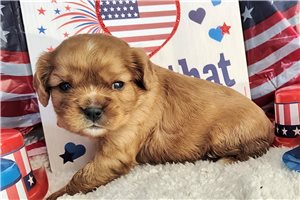 Alexander - puppy for sale