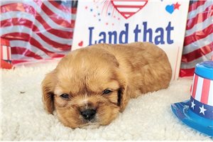 Akira - puppy for sale