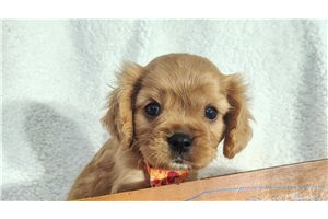 Alexei - Cavalier King Charles Spaniel for sale
