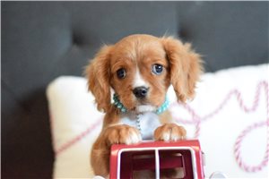 Lucas - Cavalier King Charles Spaniel for sale