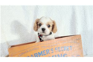 Alfie - Cavalier King Charles Spaniel for sale