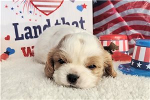 Alfie - Cavalier King Charles Spaniel for sale