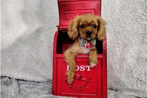 Alexei - Cavalier King Charles Spaniel for sale
