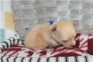 Landon - Chihuahua for sale
