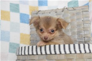 Bryan - Chihuahua for sale