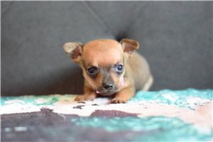 Morgan - puppy for sale