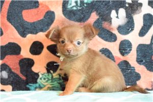 Jago - puppy for sale