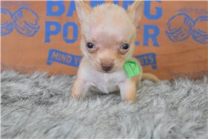 Landon - Chihuahua for sale